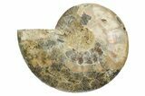 Cut & Polished Ammonite Fossil (Half) - Madagascar #347557-1